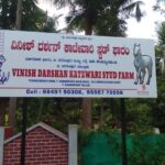 ಖೈದಿ ನಂಬರ್ ಎಫೆಕ್ಟ್: ದರ್ಶನ್ ನೆಚ್ಚಿನ ಕುದುರೆಗಳ ಮಾರಾಟಕ್ಕೆ ಸಿದ್ಧತೆ? ಟಿ. ನರಸೀಪುರ ಫಾರ್ಮ್‌ಹೌಸ್‌ನಲ್ಲಿ ಬದಲಾದ ಚಿತ್ರಣ!